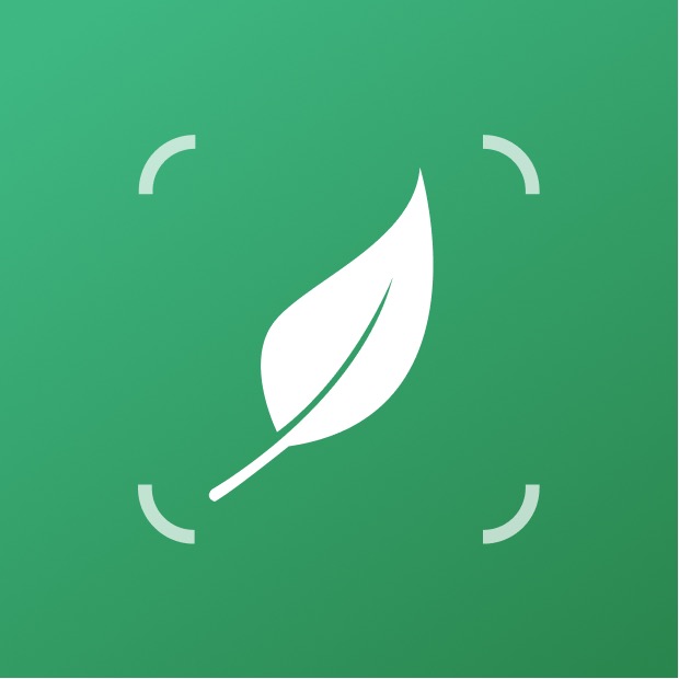 LiLy Plant
