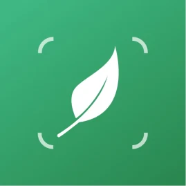 LiLy Plant Tiktok ads