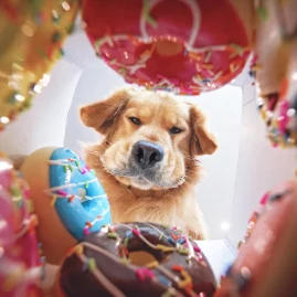 Candice & Bear Tiktok ads