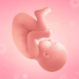 Pregnancy and Due Date Tracker Tiktok ads