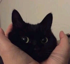 แมวดำน่ารักที่สุด Tiktok ads