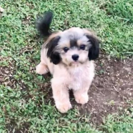 USED CARS FOR SALE! Tiktok ads