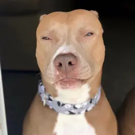 @knight_thepit Tiktok ads