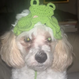 Silly.dog.cooper Tiktok ads