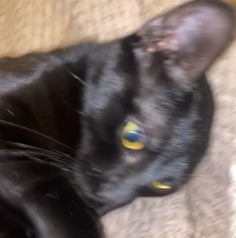 ⚡️makenna⚡️ Tiktok ads