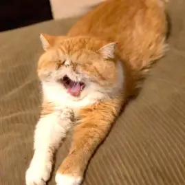 ᵈ𝗔𝗡ᵏ𝗫𝗜𝗢𝗨𝗦  𝗚𝗔𝗠𝗘𝗥 Tiktok ads