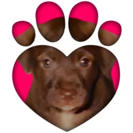 TREAT: Play & impact REAL dogs Tiktok ads