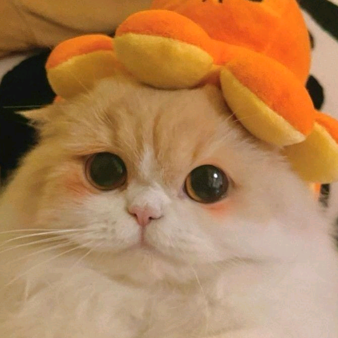 เมโลดี้ ◌･ܫ･◌ 🍨🍋🧃🍡🍳