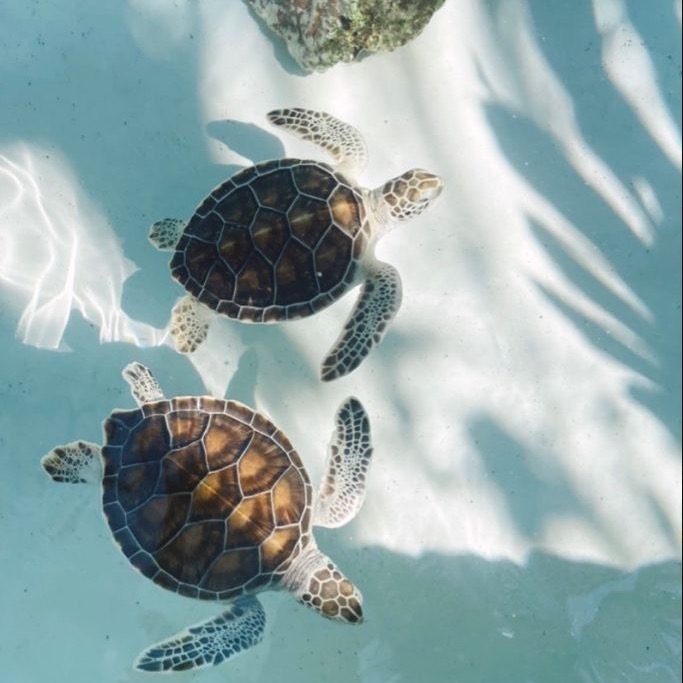 personal shopper {UK UGC}✨.