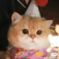 CuteDogDaddy Tiktok ads