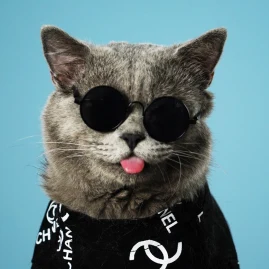 Oscar’s Funny World Tiktok ads