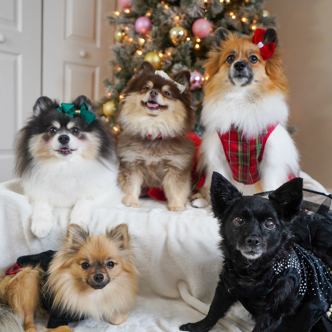 Scout, Suki & Stella