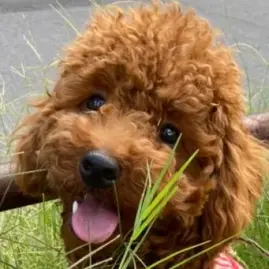 マロン（漢） Tiktok ads