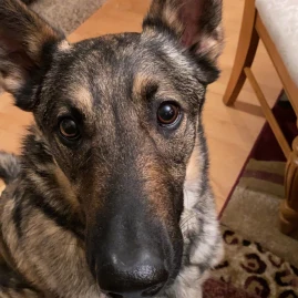 badddashhhh Tiktok ads