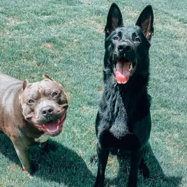 Marissa Monteleone Tiktok ads