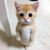 homefinds Tiktok ads