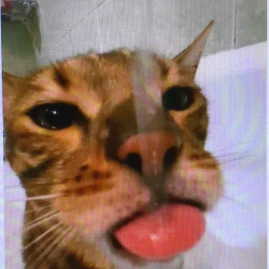 Erhaaisheng.huo Tiktok ads