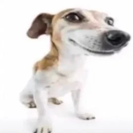 Pickle 🥒 Tiktok ads