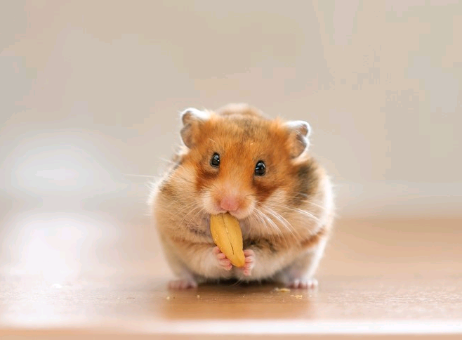 แม่ค้าขี้อาย😊