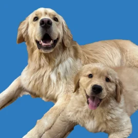 Benny and Remy Tiktok ads