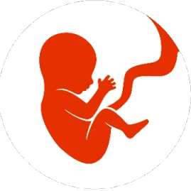 BitLife Español Tiktok ads