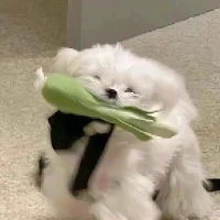 joannahomefinds Tiktok ads