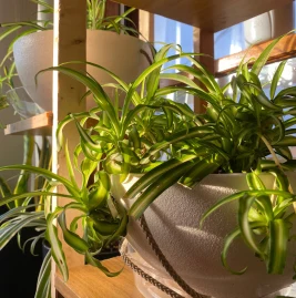 Mr. Boombastic Tiktok ads