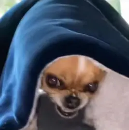 michael madlock Tiktok ads