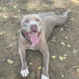 Konan the american standford Tiktok ads