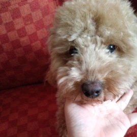 ぴぴ🍿 Tiktok ads