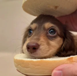 Matchachilli0415 Tiktok ads