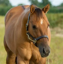 AQHA_Gunny Tiktok ads