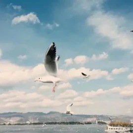 天天追好劇 Tiktok ads