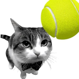 Cat Tennis Tiktok ads
