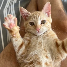 Ellie🐱 Tiktok ads