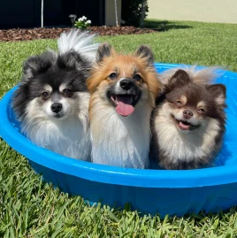 Scout, Suki & Stella Tiktok ads