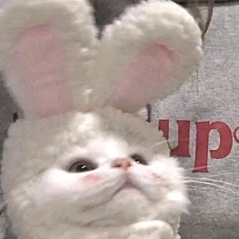 𐐪 𝓂𝓊𝒻𝒻𝒾𝓃 𝓃 𐑂 Tiktok ads