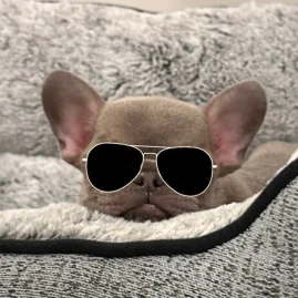 Nurf The Frenchie Tiktok ads