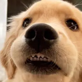 Daisythegoldiee 🌼 Tiktok ads