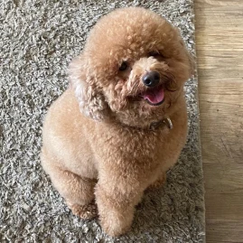 Ashley Janae Tiktok ads