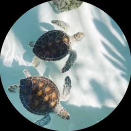 ｡  🎀  𝓁𝒾𝓏𝓏𝓎  🎀  ｡ Tiktok ads