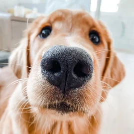 Gamja🥔 and Chip Tiktok ads