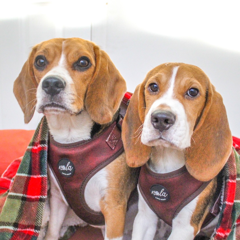 Kiki and Koko 🐾 | Beagles