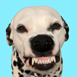 Grey the Dalmatian Tiktok ads