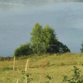 Y-Animal King Tiktok ads