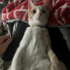 Chia and Bella Tiktok ads