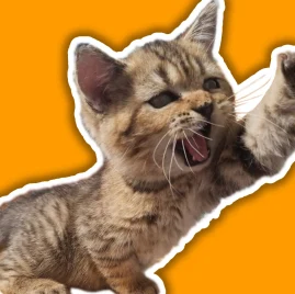 Chi Thối 🧀 Tiktok ads