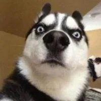 全球一億人都在玩 Tiktok ads