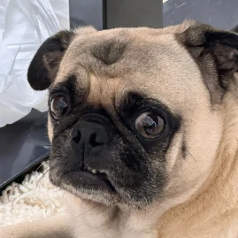 Peewee The Pug Tiktok ads