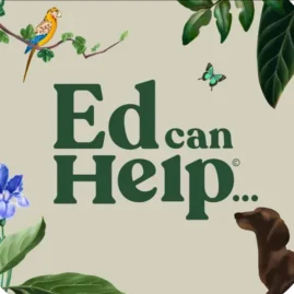 Ed can Help Tiktok ads